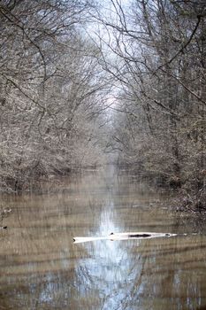 Swamp water stream through a grove of bare trees