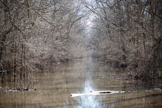 Swamp water stream through a grove of bare trees