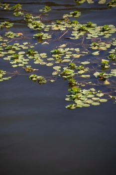 Salvinia plant choking life at the surface of a lake