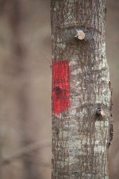 Single red mark painted on a small tree