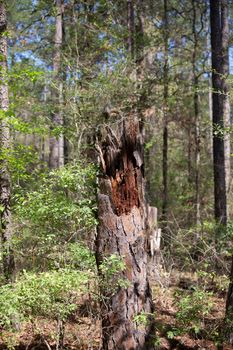 Close up of a jagged, broken tree stump
