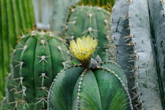 A yellow flower bloomed on a green prickly cactus.Texture or background