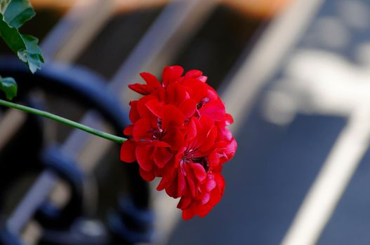 In the summer a single red flower bloomed in the open air in close-up.Texture or background