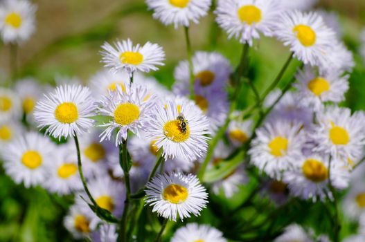 In summer lilac-colored wildflowers bloom in close-up in the open air.Texture or background