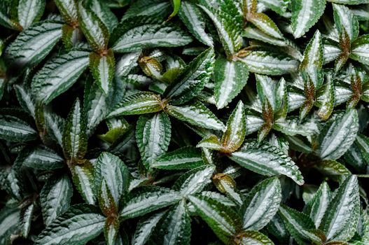 In the garden, the outdoor solid wall of green leaves is close-up.Texture or background