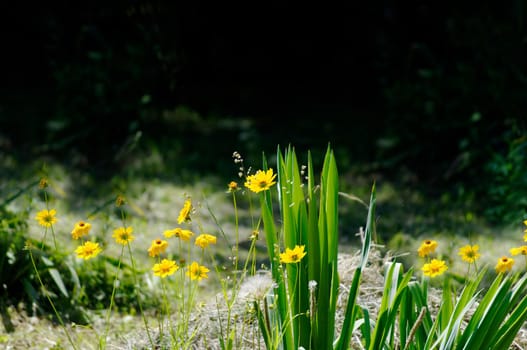 Small yellow flowers bloomed in the garden.Texture or background