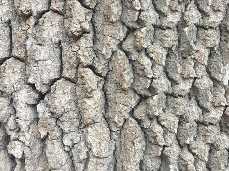 Outdoor texture gray tree bark close-up image.Texture or background