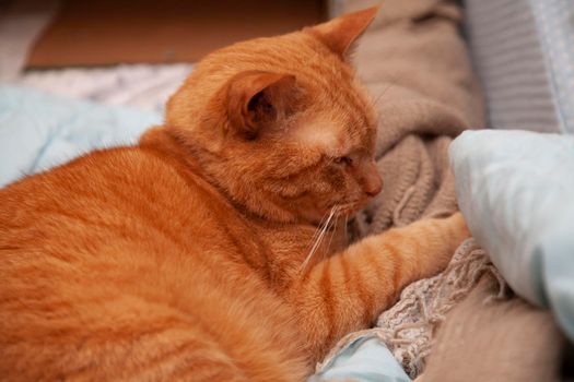 Orange tabby cat resting comfortably on a bed