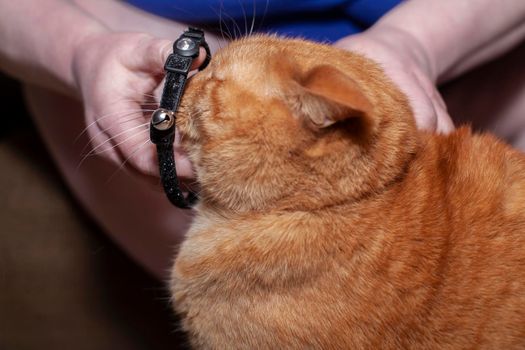 Big golden cat having his black collar replaced