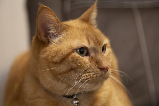 Happy, golden cat wearing a black collar with a silver bell