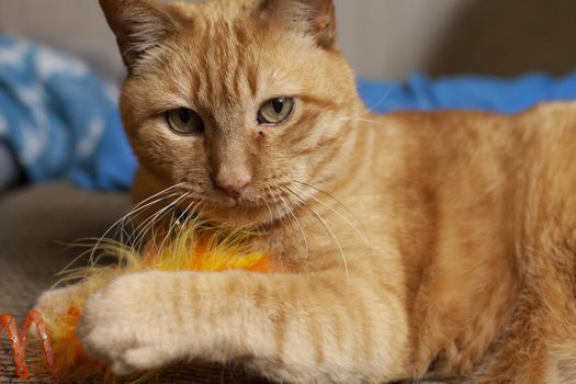 Close up of a yellow cat playing intently