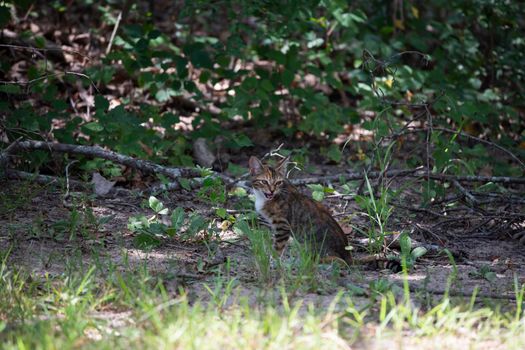 Kitten without a collar looking around cautiously and meowing