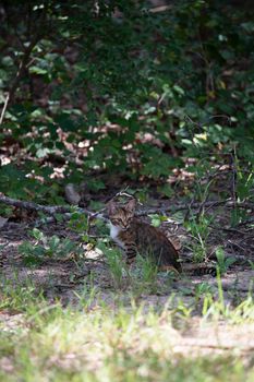 Lost kitten without a collar looking around cautiously