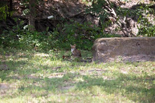 Stray kitten watching the surroundings cautiously, while trying to stay partially hidden in shadows