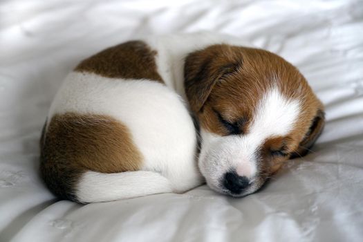 Baby jack Russel puppy asleep on a bed