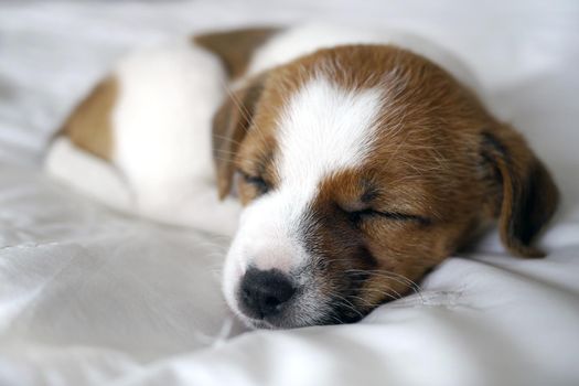 tiny puppy asleep on a bed