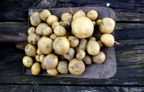 Freshly picked potatoes, outdoors