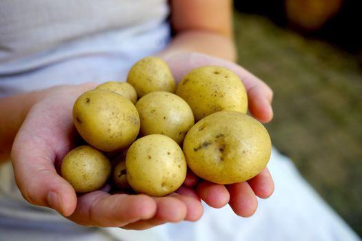 Freshly picked potatoes, outdoors