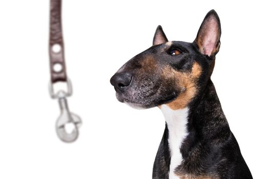 miniature Bull Terrier dog ready to walk with owner with leather leash , isolated on white background