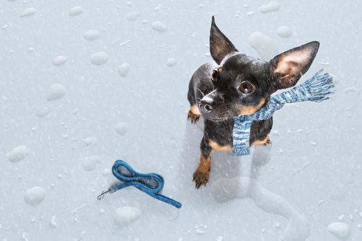 prague ratter dog in rain and snow bad weather ready to go for a walk with leash and scarf