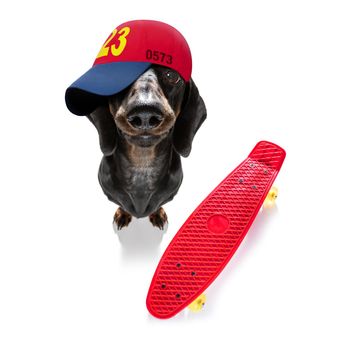 cool casual look dachshund sausage  dog wearing a baseball cap or hat , on a skateboard