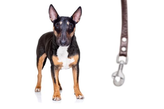 miniature Bull Terrier dog ready to walk with owner with leather leash , isolated on white background