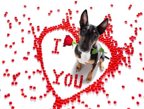 Miniature Bull Terrier dog on valentines love heart shape with I love you sign as background isolated on white