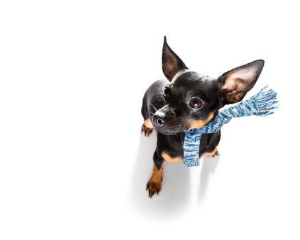 prague ratter dog ready to walk with owner with leather leash , isolated on white background
