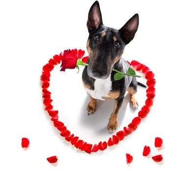 Miniature Bull Terrier dog on valentines love heart shape with I love you sign as background isolated on white