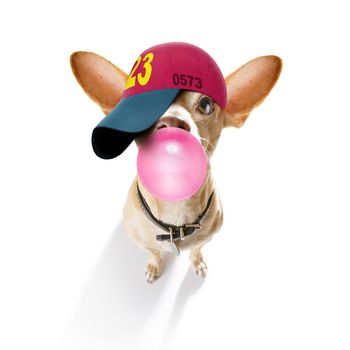 cool casual look chihuahua dog wearing a baseball cap or hat , sporty and fit , chewing bubble gum