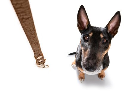 miniature Bull Terrier dog ready to walk with owner with leather leash , isolated on white background