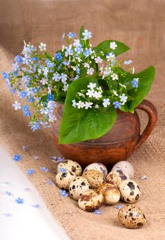 on a sacking nest, quail eggs and forget-me-not flowers