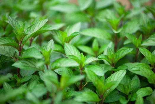 Mint plant grow at vegetable garden