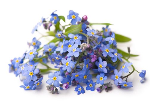 forget-me-flower on a white background.