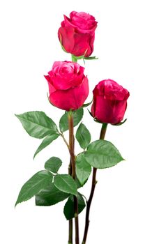 isolated pink roses flower on a white background