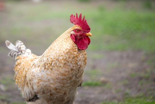 Cock on the sunny walk Beautiful cock in the pen for chickens in the village