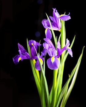 beautiful blooming iris on a black background closeup