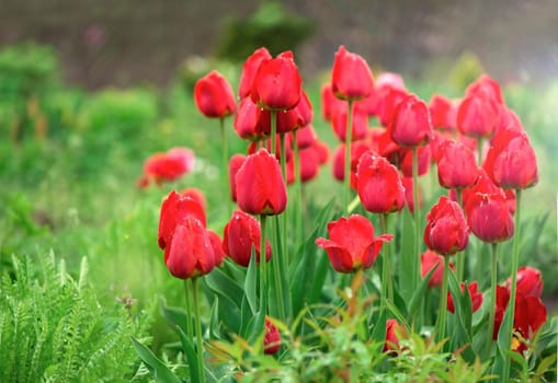 Tulips flowers on a blur background of nature. Spring background