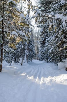 A walk through the winter forest. Snow trees and a cross-country ski trail. Beautiful and unusual roads and forest trails. Beautiful winter landscape.