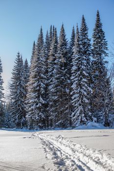 A walk through the winter forest. Snow trees and a cross-country ski trail. Beautiful and unusual roads and forest trails. Beautiful winter landscape.