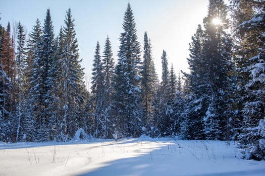 A walk through the winter forest. Snow trees and a cross-country ski trail. Beautiful and unusual roads and forest trails. Beautiful winter landscape.