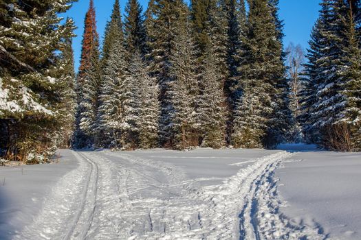 A walk through the winter forest. Snow trees and a cross-country ski trail. Beautiful and unusual roads and forest trails. Beautiful winter landscape.