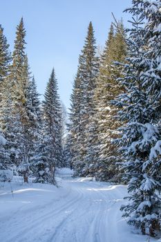 A walk through the winter forest. Snow trees and a cross-country ski trail. Beautiful and unusual roads and forest trails. Beautiful winter landscape.