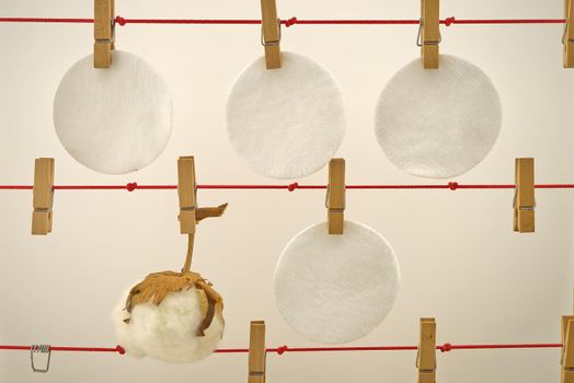 Cotton stem boll and facial cotton pads hanging on laundry clips. Concept of reusable washable pads