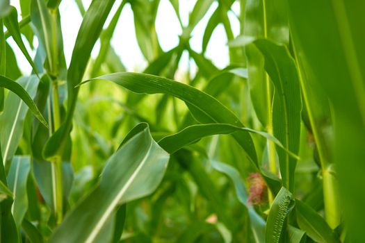 Corn agricultural field close up Summer harves season Summer vegetables growing