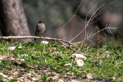 redstart bird perched on vegetation in winter