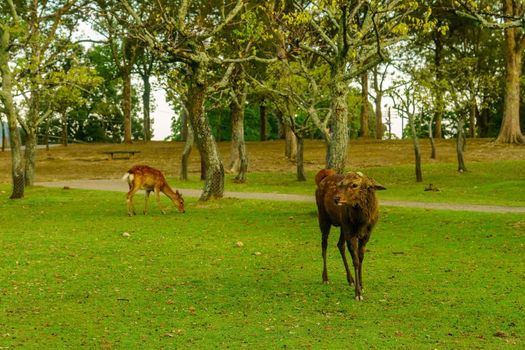 View of a sacred deer in Nara Park, Japan