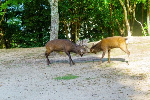 View of two sacred male deer fighting, in Miyajima (Itsukushima) Island, Japan