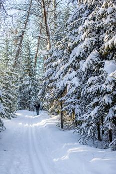 A walk through the winter forest. Snow trees and a cross-country ski trail. Beautiful and unusual roads and forest trails. Beautiful winter landscape.