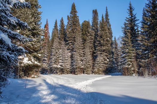 A walk through the winter forest. Snow trees and a cross-country ski trail. Beautiful and unusual roads and forest trails. Beautiful winter landscape.